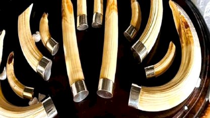 Trabzon'da yaban hayatı kaçakçılığı... 19 kargo ele geçirildi!