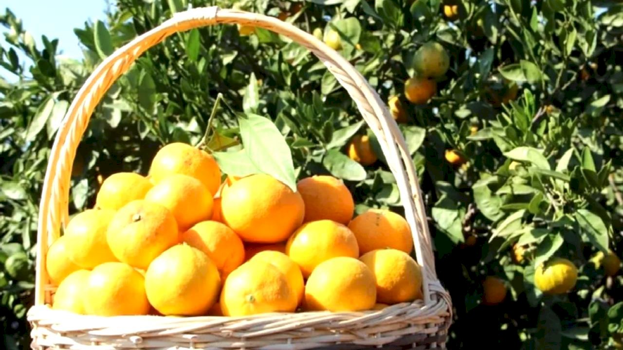 Tarım ürünleri üretici fiyatları yıllık yüzde 40,1 arttı... Aylıkta en yüksek artış turunçgillerde