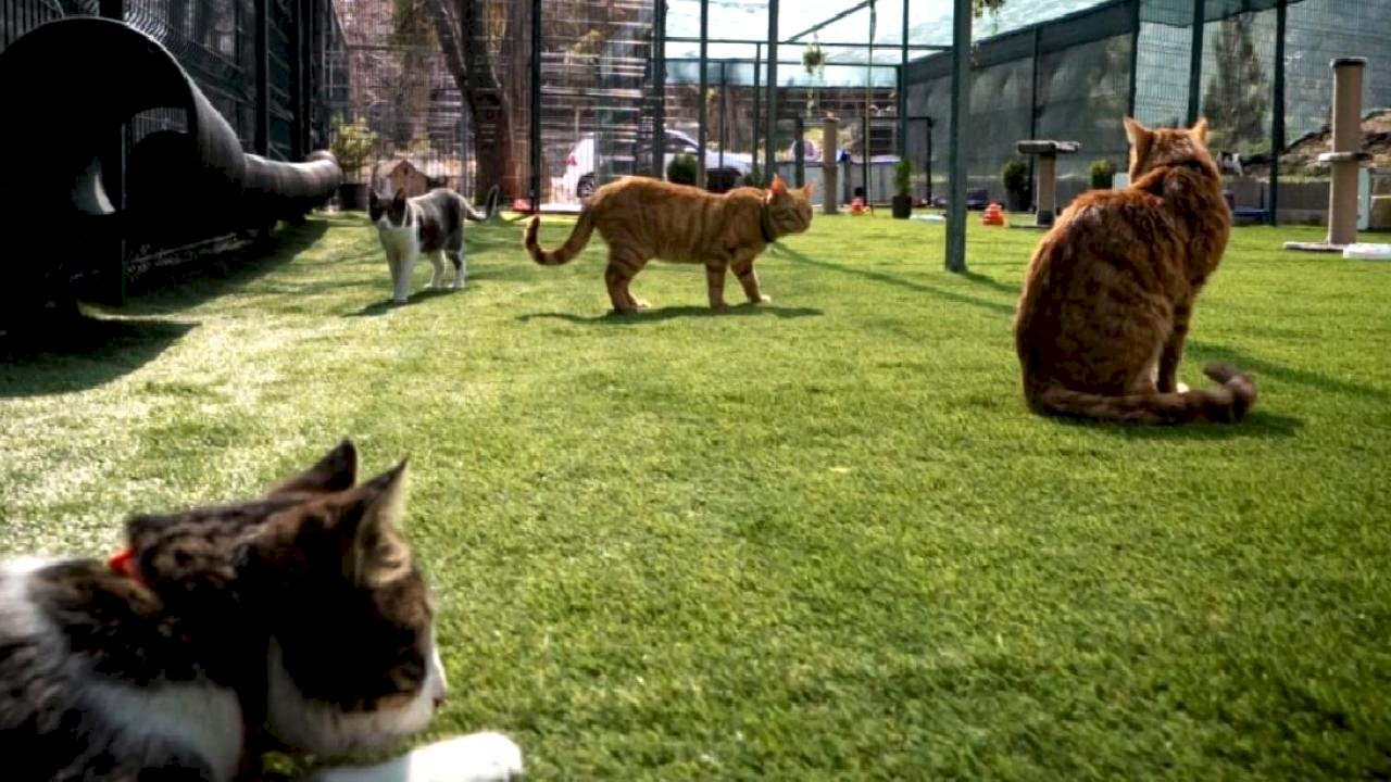 TBMM, yerleşkesindeki kedilere sahip çıktı