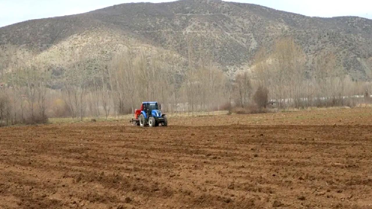 Tokat Sarımsağında Verim Artışı Hedefi