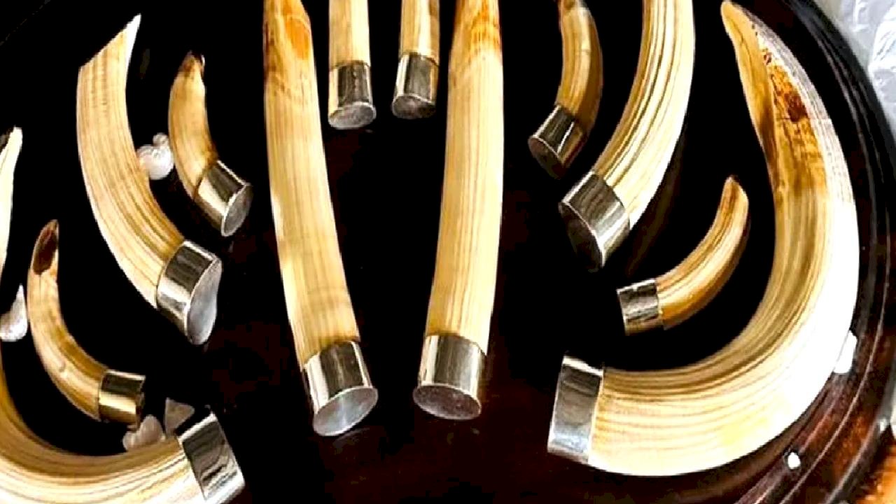 Trabzon'da yaban hayatı kaçakçılığı... 19 kargo ele geçirildi!