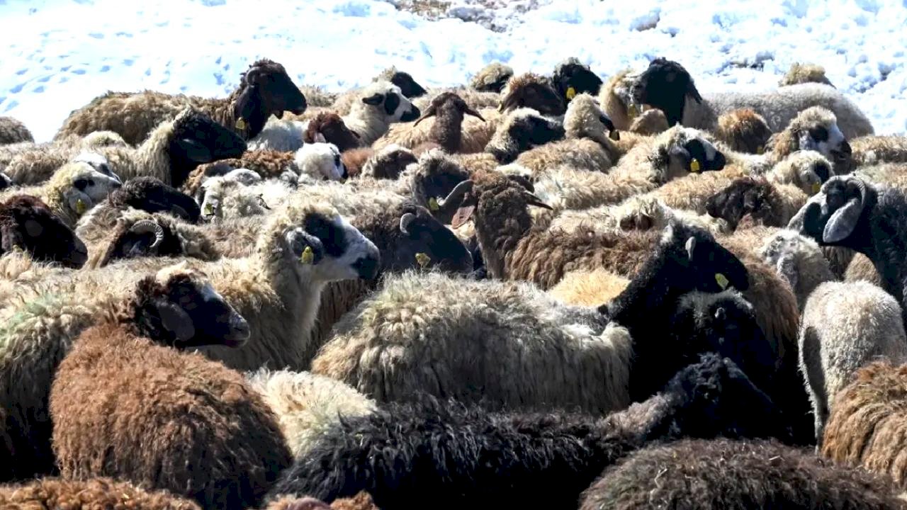 Van'da Küçükbaş Hayvancılık Projeleri Gelişiyor