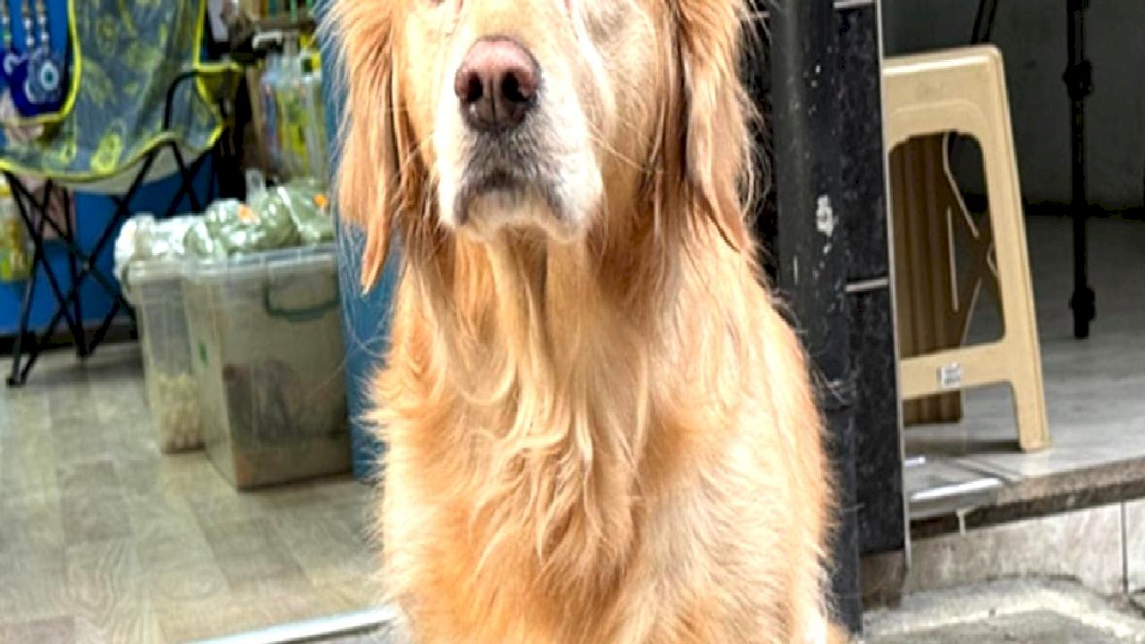 4 yıldır titreyen köpek: Bakın nasıl iyileşti