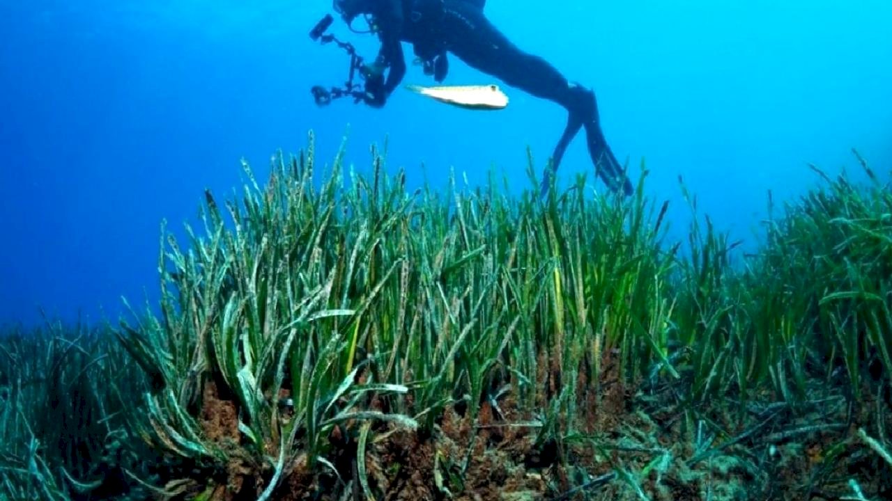 Akdeniz’in 'yeşil mirası' için harekete geçildi