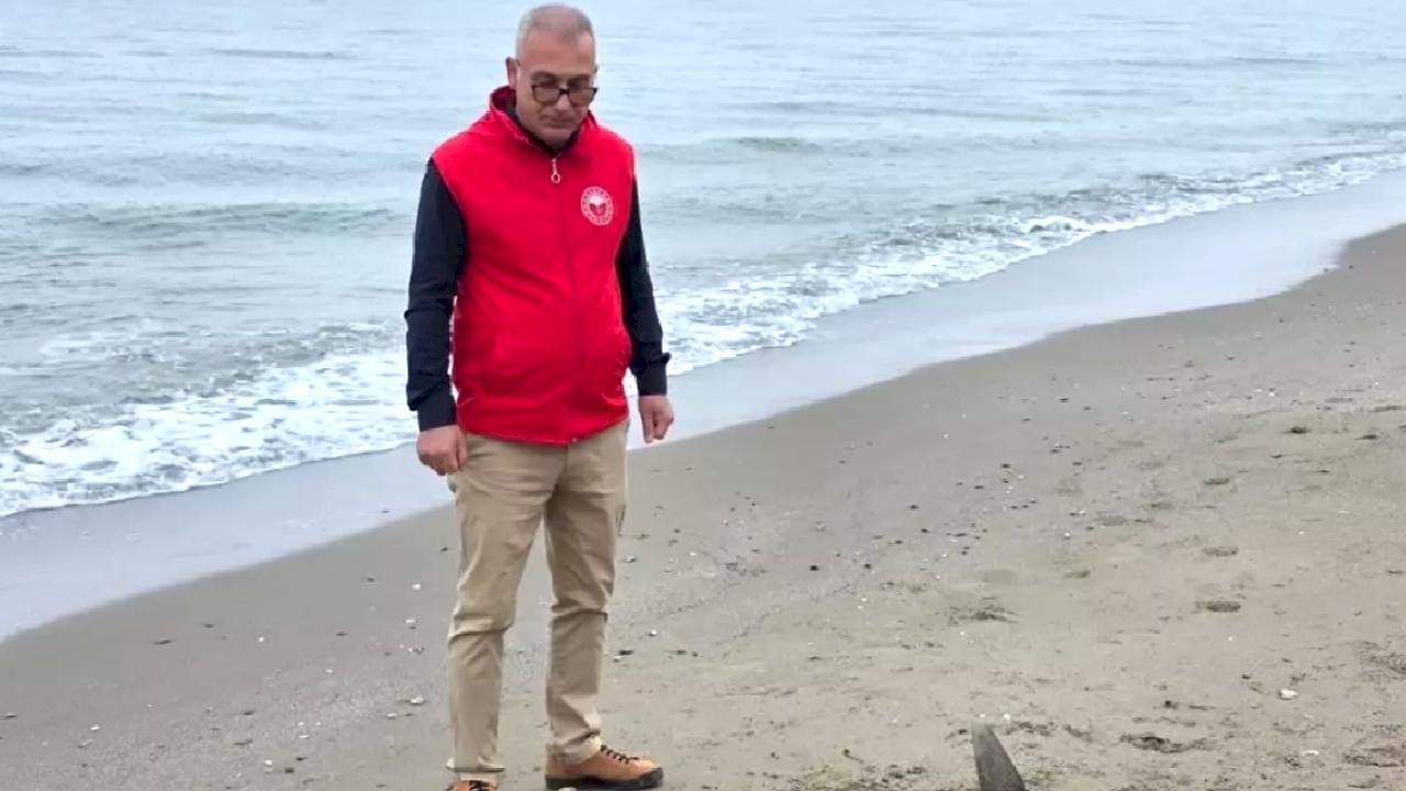 Alaçam'da Ölü Yunus Bulundu