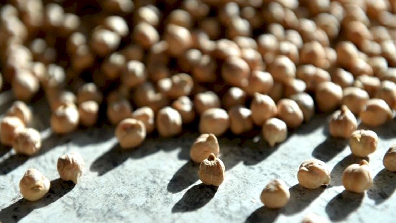 Antalya'da yüksek sıcaklığa dayanıklı yerli nohut projesi