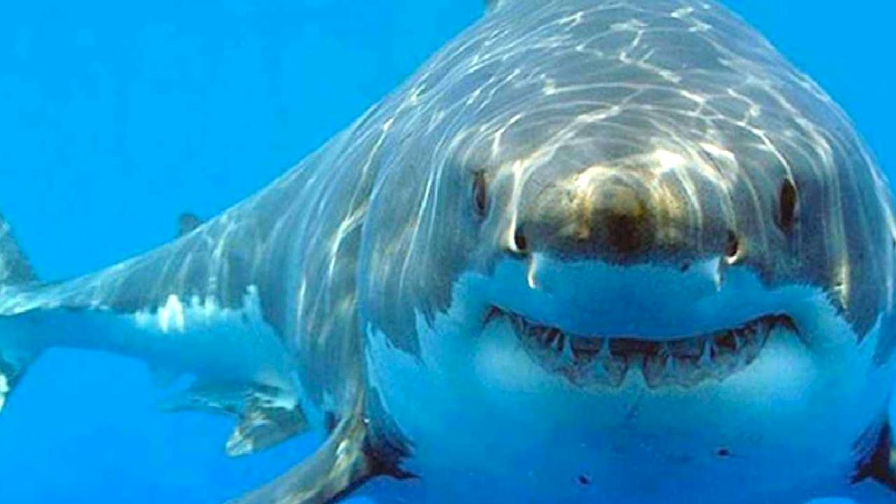 Bahamalar'da Köpek Balıklarında Uyuşturucu Bulundu