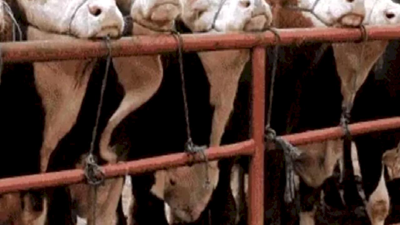 Balıkesir Gönen'de hayvan pazarlarına 'şap' tedbiri