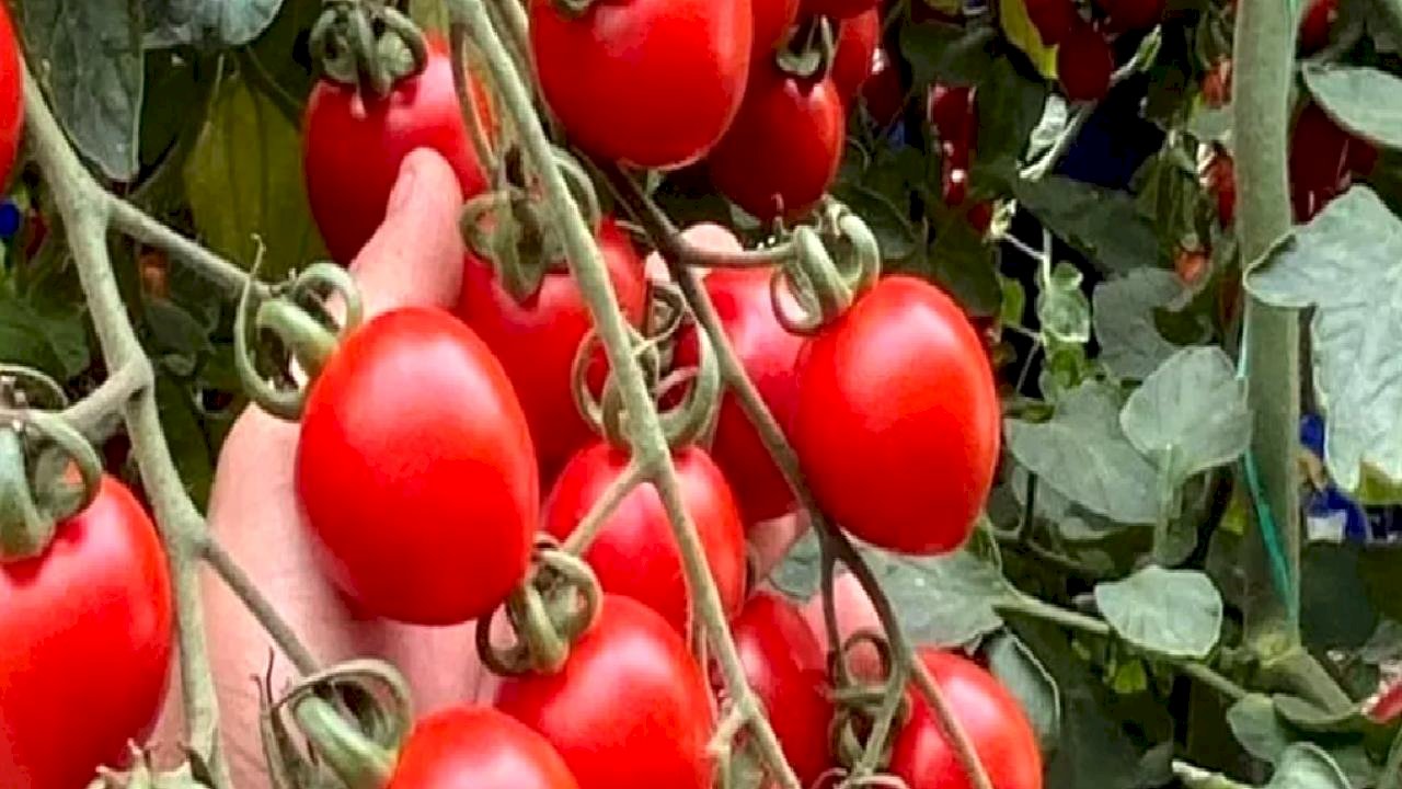 Balıkesir’de zincir markete 'fahiş fiyat' incelemesi... Zincir markette kokteyl domates vurgunu!