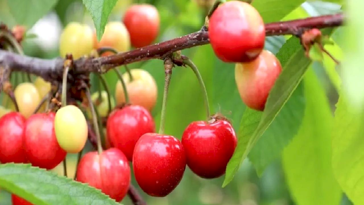 Bu yıl kiraza doyacağız