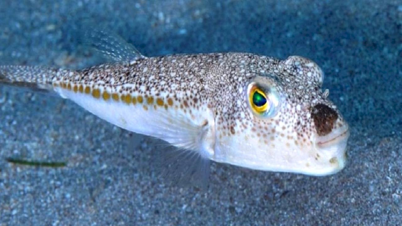 Bugüne kadar 50 milyon balon balığının ekosisteme girişi engellendi