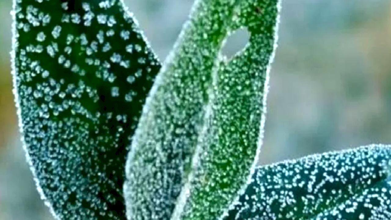 Bursa’dan zirai don uyarısı!