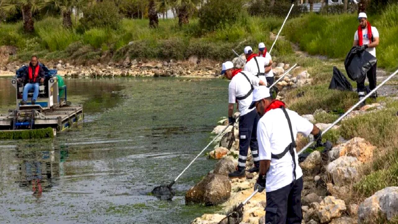Çakalburnu Lagünü’nden Körfez’e yayılan yosunlara yoğun müdahale