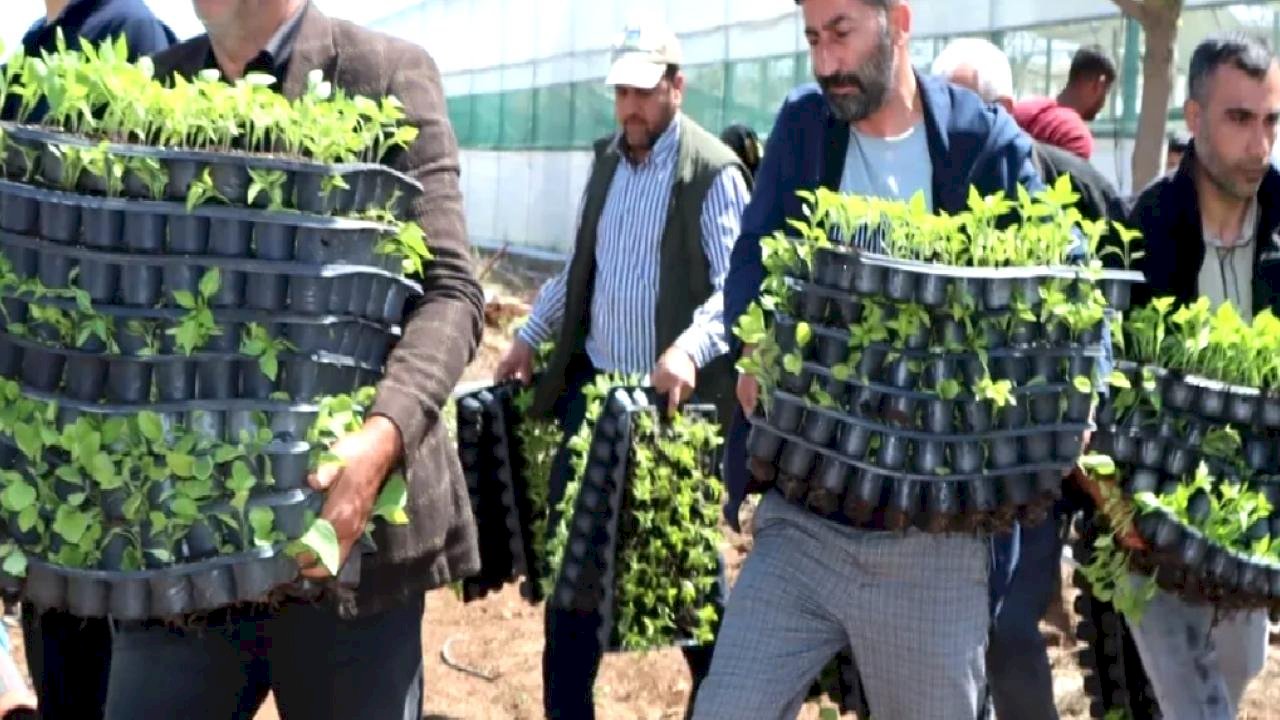 Çiftçiye 1 milyon fide desteği