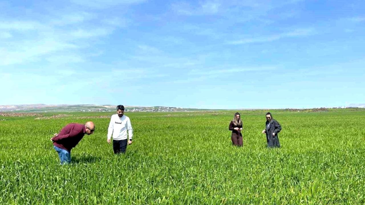 Cizre'de Süne Zararlısına Önlem