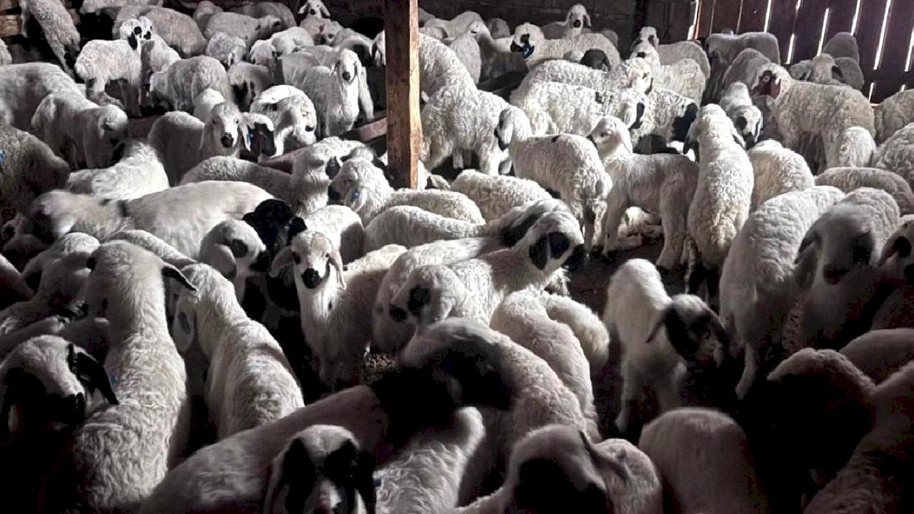 Erzincan'da Kuzuların Renkli Buluşması