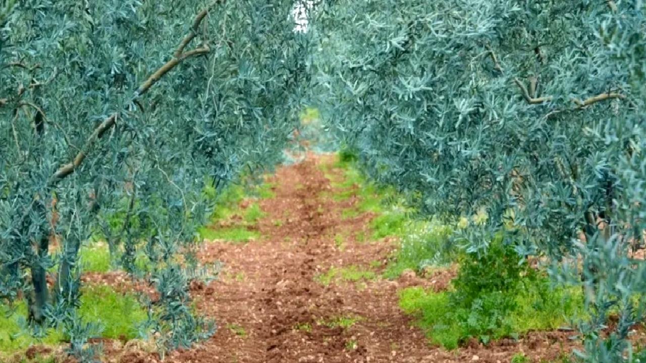 Eskişehir’de 'Dorlion Zeytinyağı' kalitesini ödüllerle tescilledi