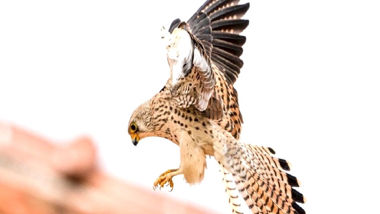 Gediz Deltası’nda bahar hareketliliği: 'Küçük Kerkenezler' yuvalarına döndü