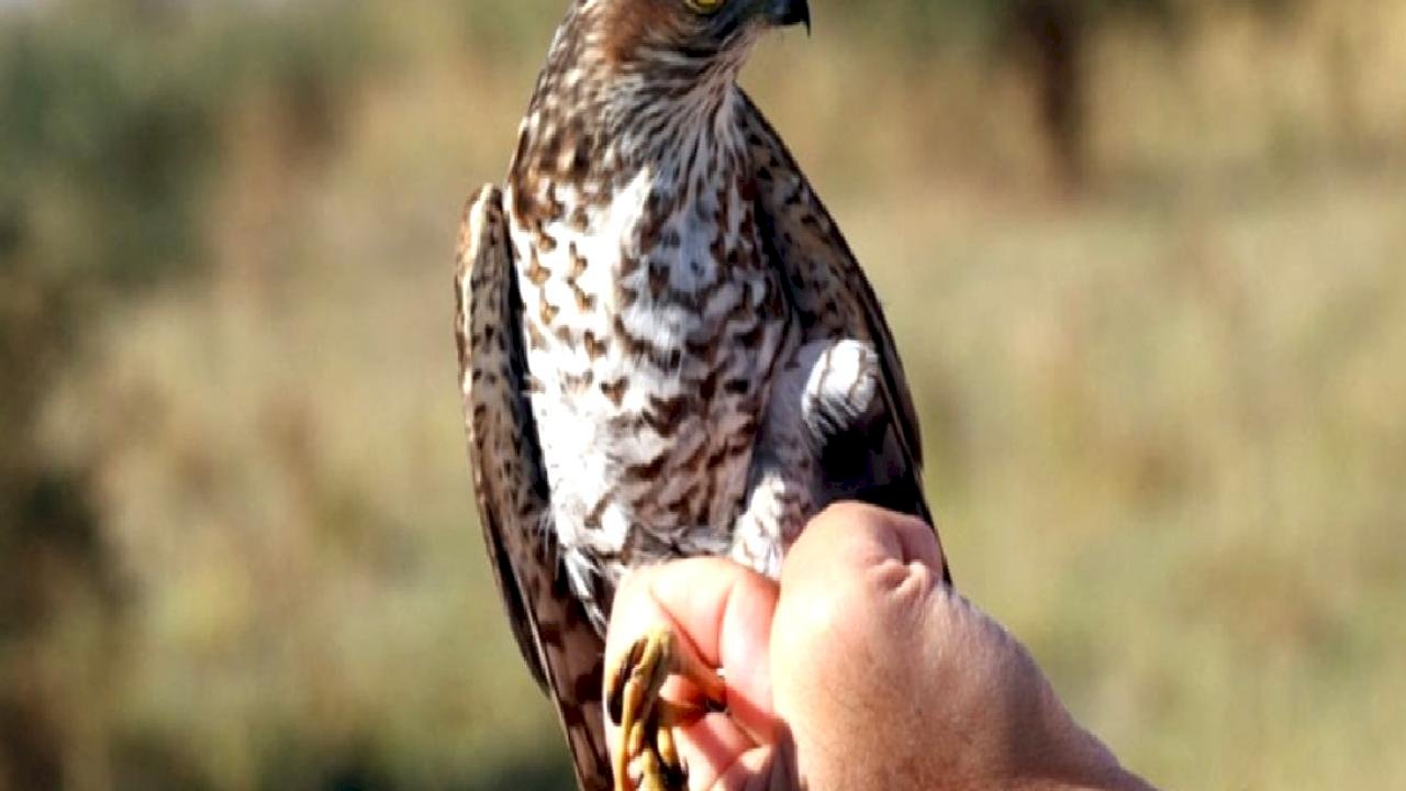 Geleneksel avcılığa yasal statü