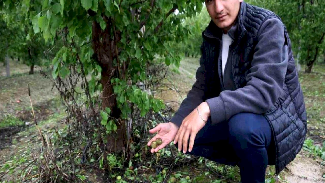 Hatay'da Dolu Zararı: Kayısı Bahçeleri Etkilendi