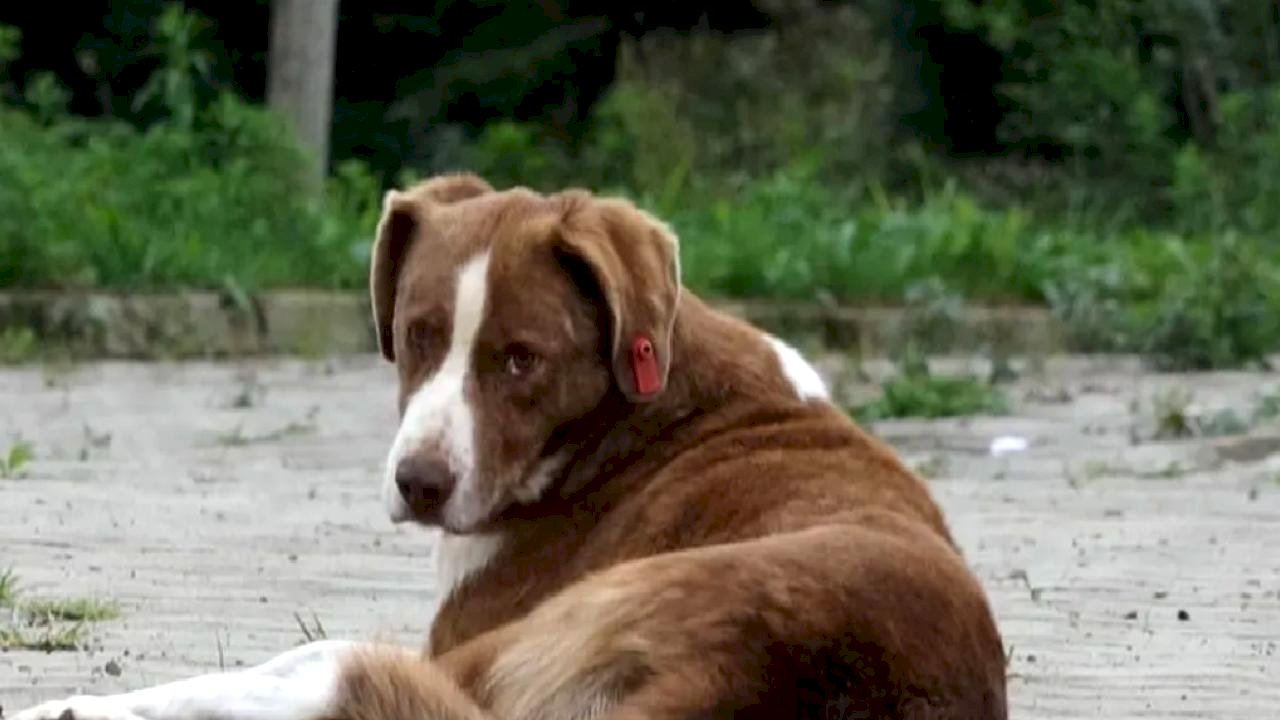 İstanbul Valiliği'nden belediyelere 'sokak köpeği' talimatı