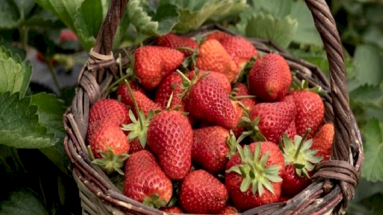 İzmir'de Emiralem çileğinde verim arttı