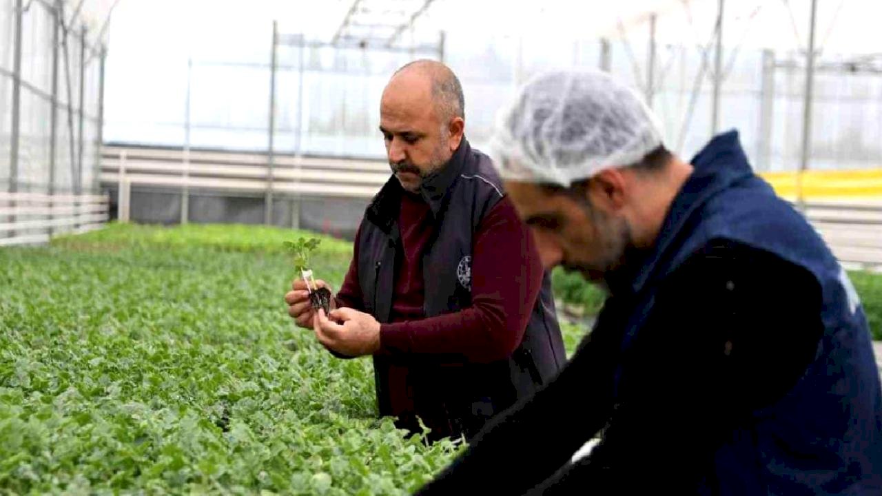 Jeotermal tesiste üretilen çiçekler, kentin renklenmesinde önemli rol alıyor