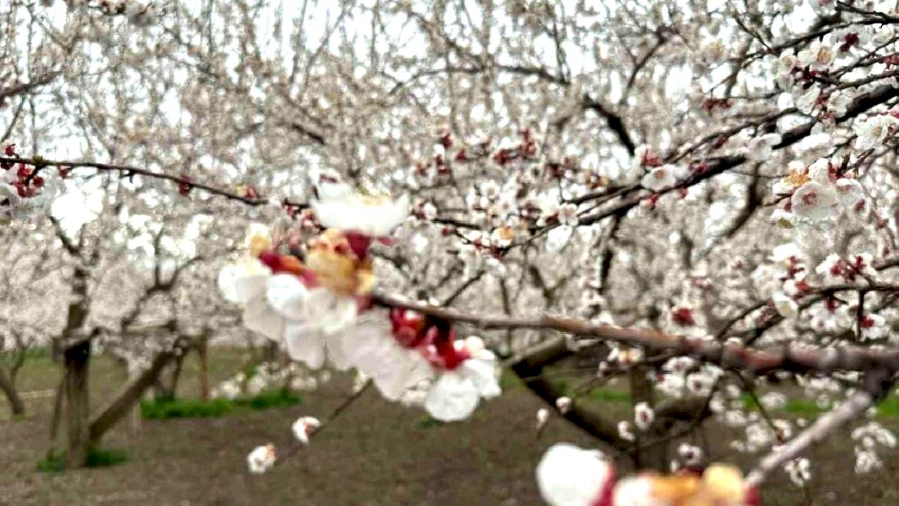 Kağızman'da Kayısı Ağaçları Çiçek Açtı