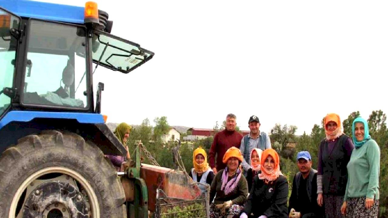Kaymakam Kuran Kekik Tarlasında