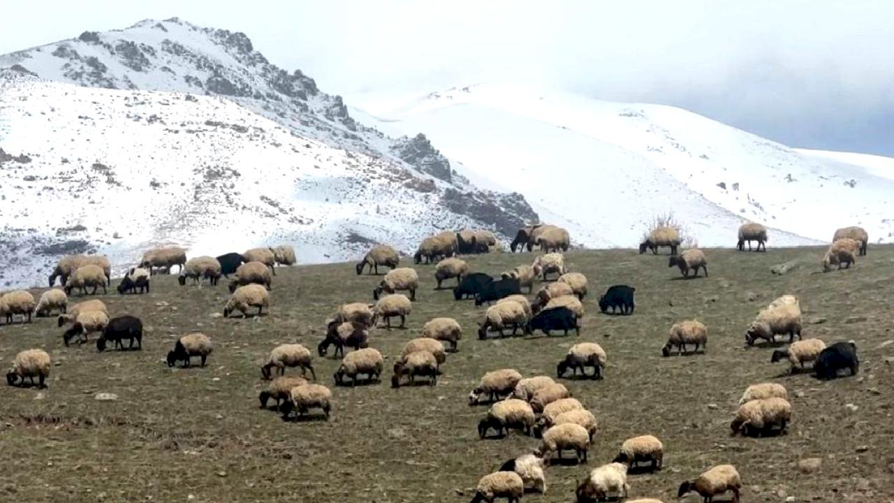 Küçükbaş Hayvanlar Meralara Salındı
