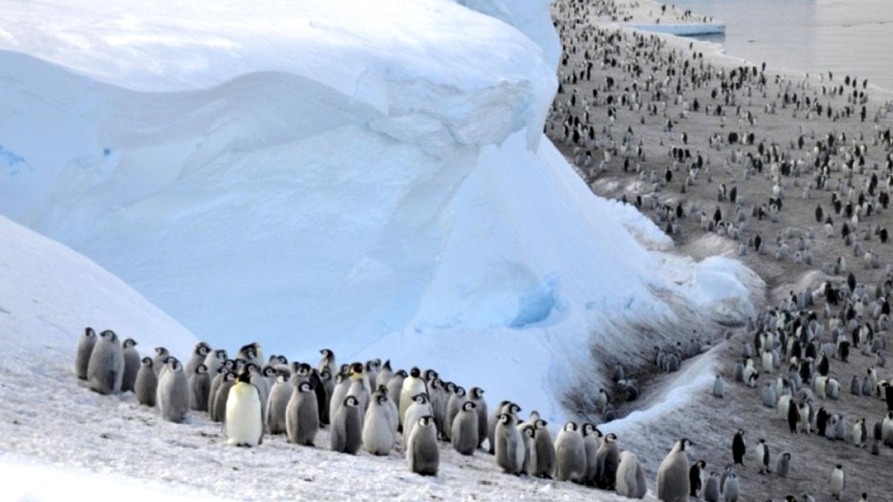Küresel ısınmayla Antarktika'nın penguen ve fok popülasyonunu tehlike altında