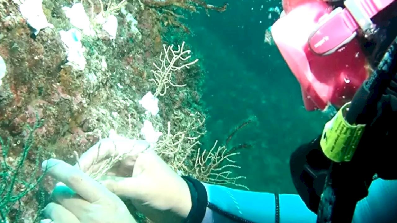 Marmara’da mercan seferberliği! Hasarlı resifler yeniden canlanacak