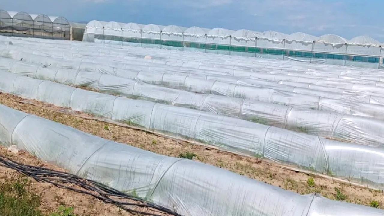 Mersin'de 'marul tarlada kaldı' iddiasına yalanlama