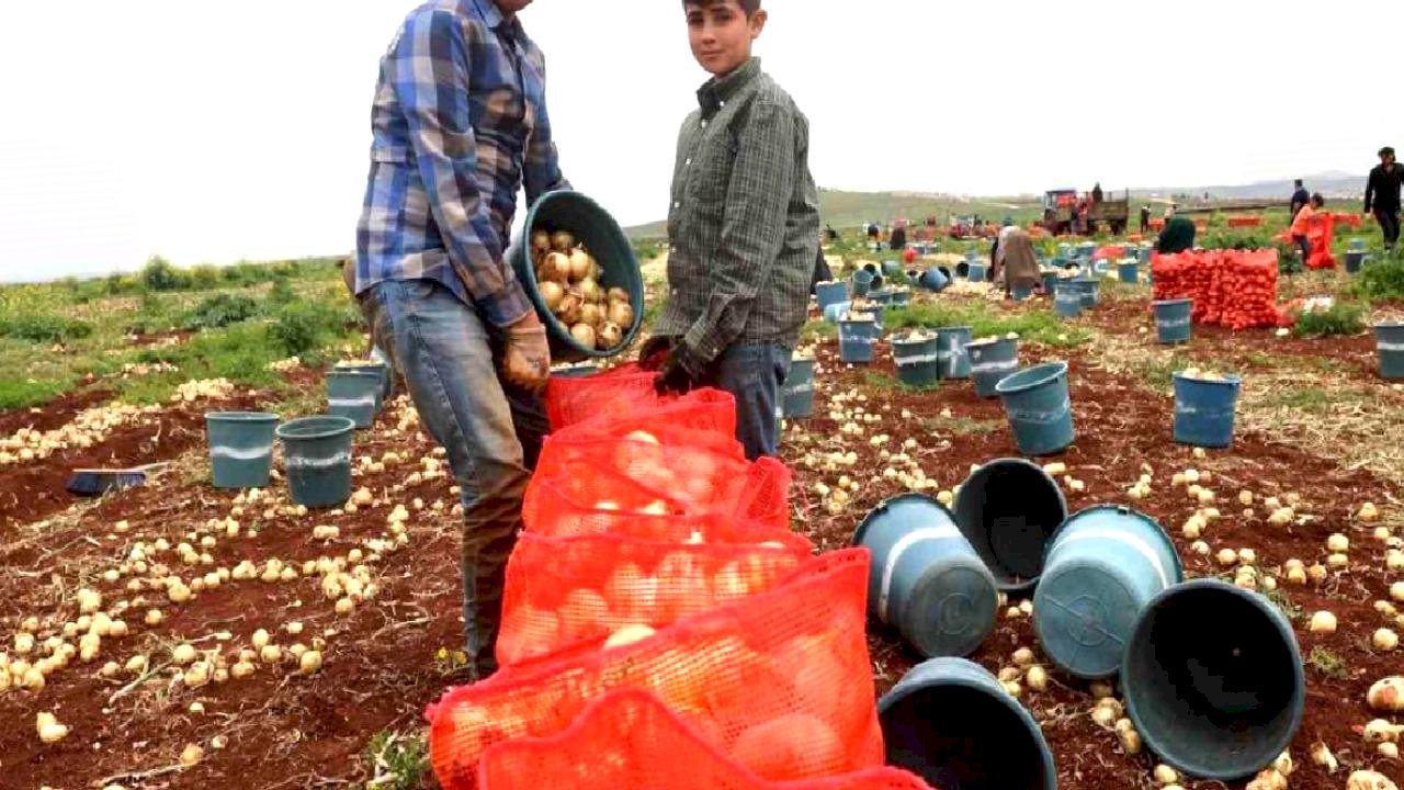Reyhanlı'da Bereketli Soğan Hasadı