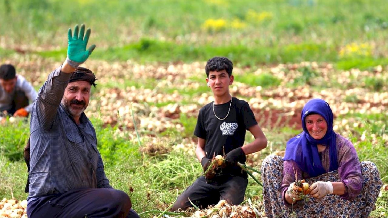Reyhanlı'da Turfanda Soğan Hasadı Başladı