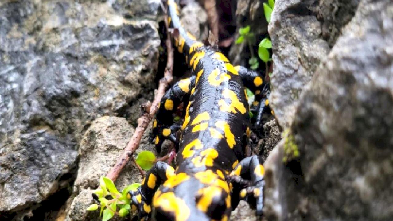 Sarı Benekli Semender Görüntülendi