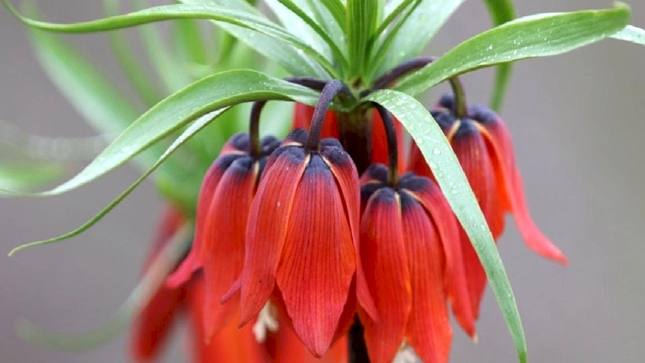 Siirt’te karlar eriyince ortaya çıktı: Ters laleler çiçek açtı