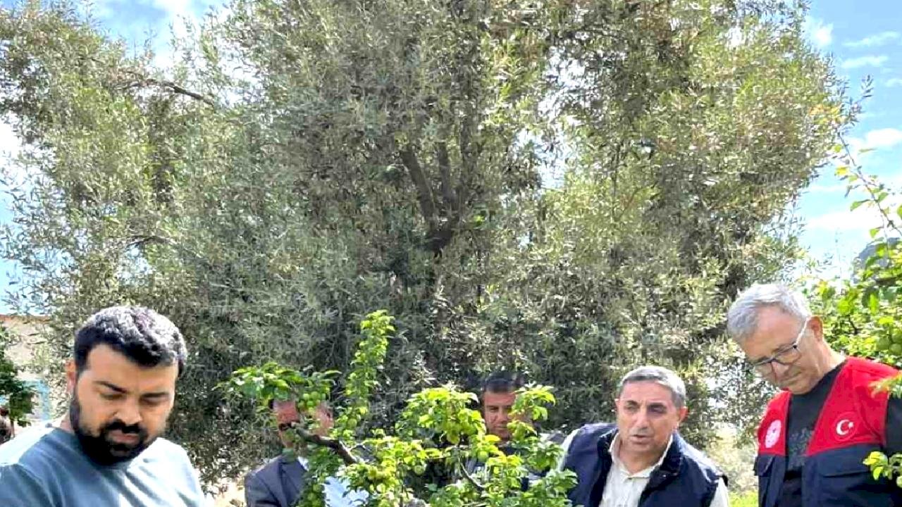 Silifke'de Dolu Yağışı Tarımı Vurdu