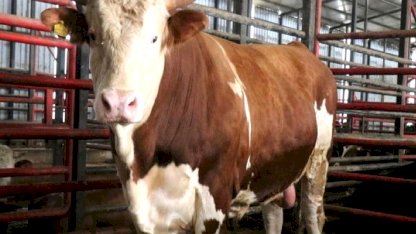 1,5 tonluk dev tosun Kurban için hazır! İşte istenen fiyat