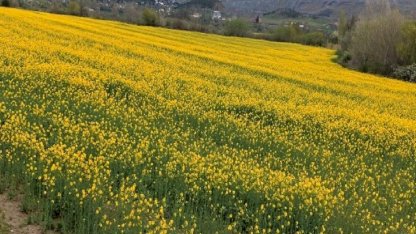 Amasya'da kanolalar çiçek açtı: Tarlalar sarıya boyadı
