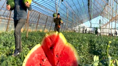 Antalya'da seralarda yetiştirilen sezonun ilk karpuzları hasat ediliyor