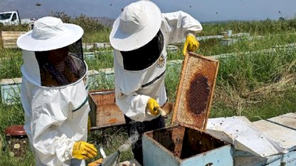 Aydın'ın Kuyucak ilçesinde yetişen arı kovanları dünyayı fethediyor