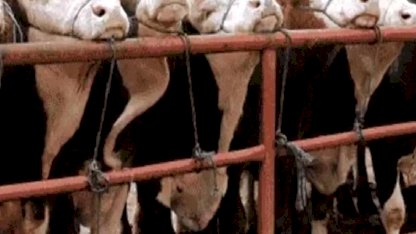 Balıkesir Gönen'de hayvan pazarlarına 'şap' tedbiri