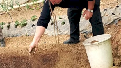 Bilecik Pazaryeri’nde tütün geçim kapısı oluyor