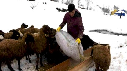 Bitlis'te Uzayan Kış, Hayvan Yetiştiricilerini Zor Durumda Bıraktı