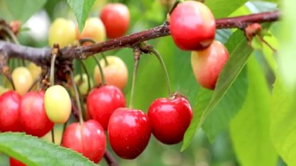 Bu yıl kiraza doyacağız