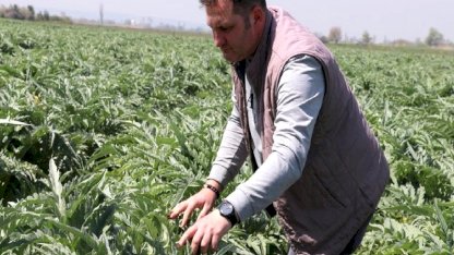 Bursa'da ata toprağında enginar üretip İstanbul'a satıyor