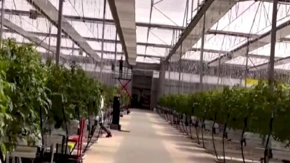 Çaycuma Sera OTB üretime başladı