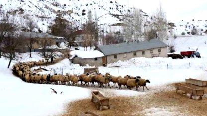 Erzincan'da Küçükbaş Hayvancılığına Destek Projesi Başladı