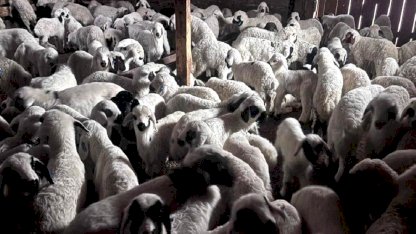 Erzincan'da Kuzuların Renkli Buluşması